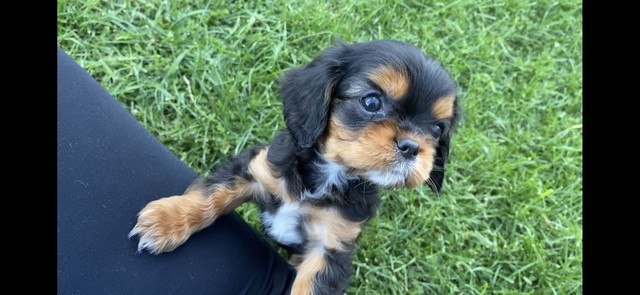 king charles cavalier puppies for sale gumtree